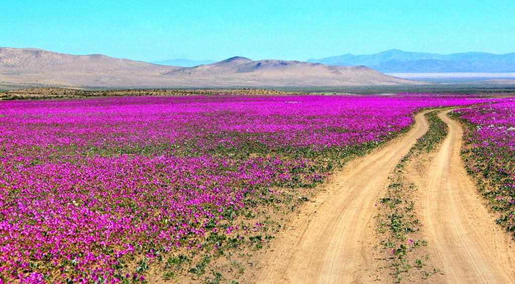 智利沙漠花海图片